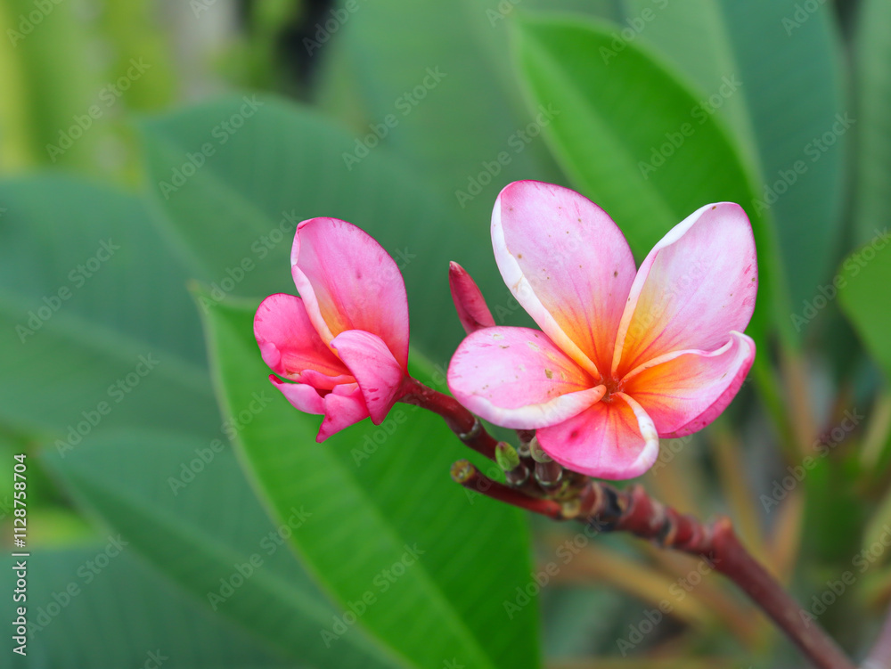 Selective focus on pink plumeria flowers at close range Selective focus on pink plumeria flowers at close range