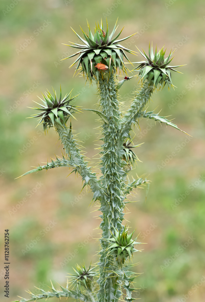 natural thorns, purple flowering thorn photos natural thorns, purple flowering thorn photos