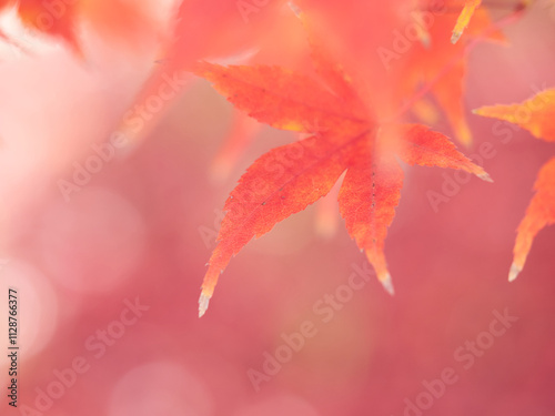 冬の森の紅葉のアップ写真