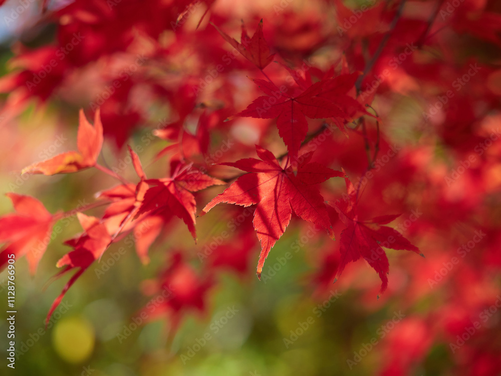 冬の昼の森の紅葉の美しい風景 冬の昼の森の紅葉の美しい風景