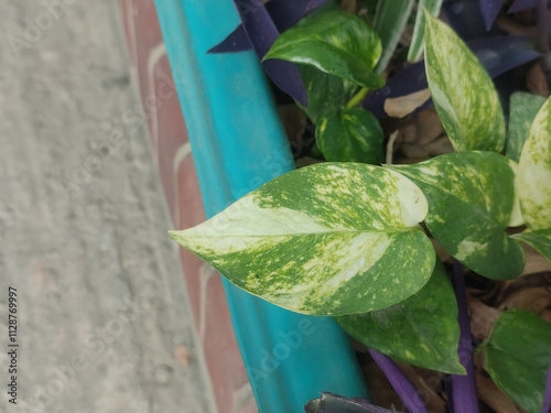 Wallpaper Mural Vibrant Green Epipremnum Pinnatum Pothos Leaves Growing Indoors in a Decorative Setting. Torontodigital.ca