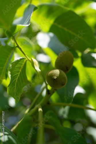 A young walnut growing on the branch is a treasure trove of nutrients that support joint health, brain function, and heart health, boosting overall vitality. photo