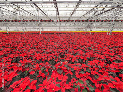 greenhouse with poinsettia flowers