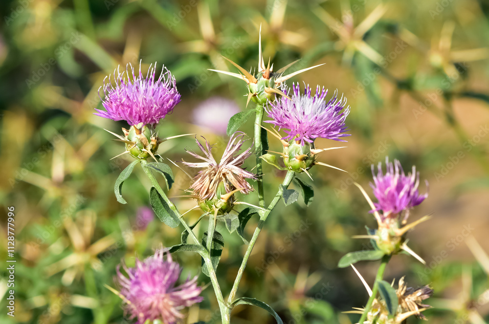 natural thorns and gorgeous thorn photos natural thorns and gorgeous thorn photos