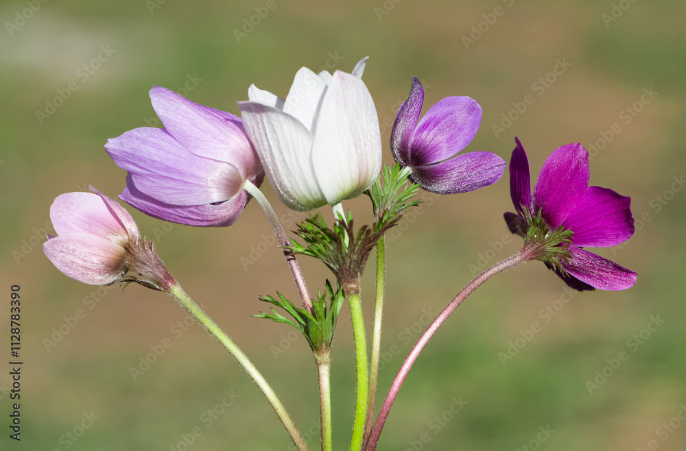 images of wild flowers. Photos of anemone flowers in various colors. images of wild flowers. Photos of anemone flowers in various colors.