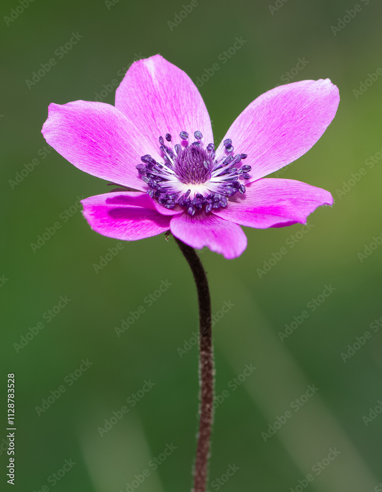 images of wild flowers. Photos of anemone flowers in various colors. images of wild flowers. Photos of anemone flowers in various colors.