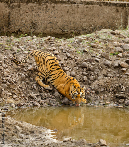 Jharni's sub adult tigress quenching its thirst at a water hole.
Photographed at Alizanza buffer zone at Tadoba photo