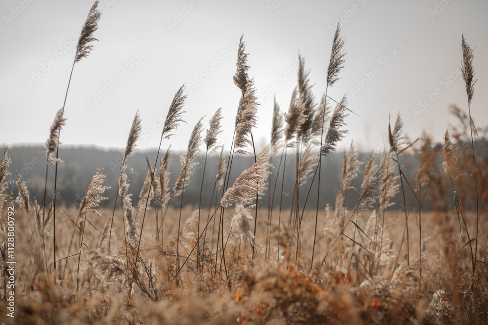 reeds and pampas grass in autumn reeds and pampas grass in autumn