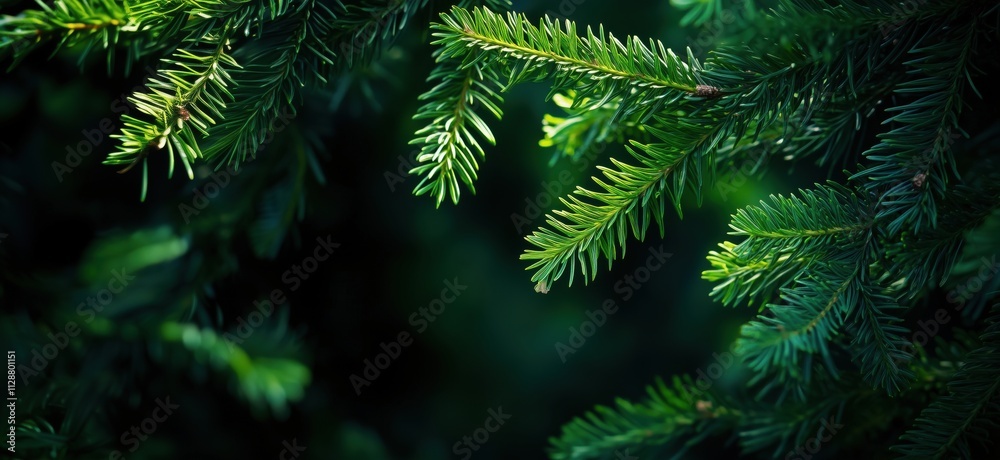 Green pine tree branches close-up, vibrant foliage, natural background, copy space for text Green pine tree branches close-up, vibrant foliage, natural background, copy space for text