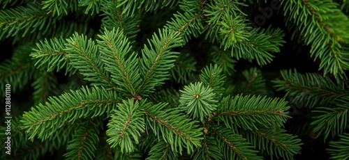 Green pine tree branches close-up, lush foliage, vibrant needles, natural texture, detailed view, copy space for text