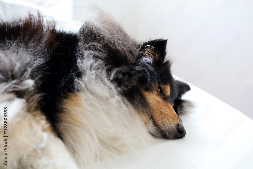 Fototapeta premium Adorable, fluffy rough collie dog sleeping on the snow white bed