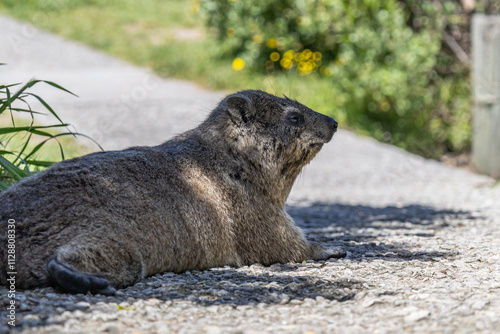 Rock hyrax resting on footpath in the shade of tree. Procavia capensis. cape hyrax, Afrotheria animals. South Africa. Species of Afroasiatic mammal. Cute little animal in natural habitat, wildlife 