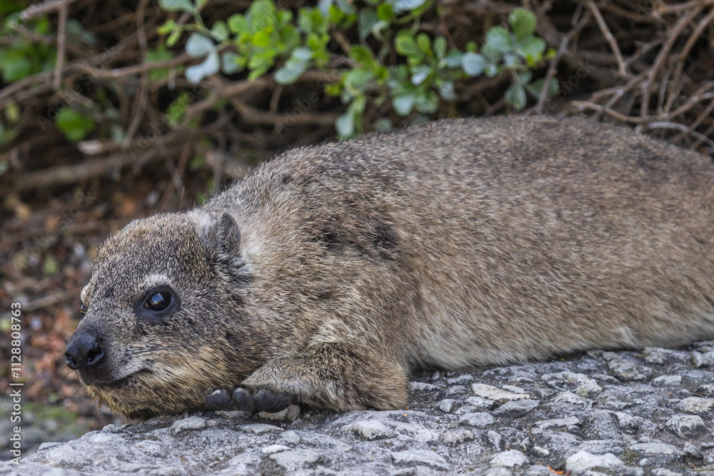 Close up portrait of cute rock hyrax lying on footpath, looking at camera. Procavia capensis. cape hyrax, Afrotheria animals. South Africa. Species Afroasiatic mammal. Small animal in natural habitat Close up portrait of cute rock hyrax lying on footpath, looking at camera. Procavia capensis. cape hyrax, Afrotheria animals. South Africa. Species Afroasiatic mammal. Small animal in natural habitat