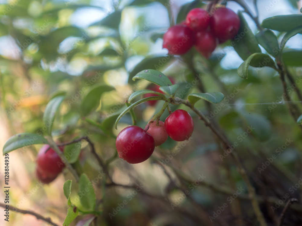 lingonberry bush with red berries lingonberry bush with red berries