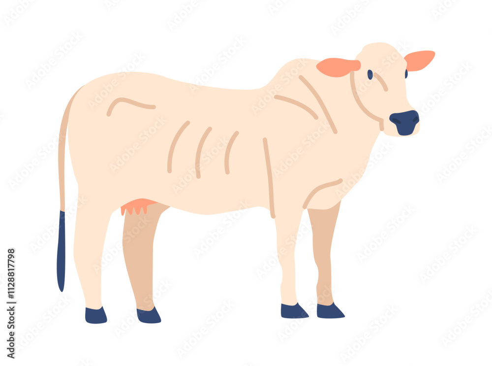 Charolais cow breed vector illustration Charolais cow breed vector illustration
