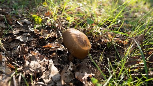 MUSHROOM IN THE WOODS, AMONG THE DRY LEAVES UNDER THE TREES