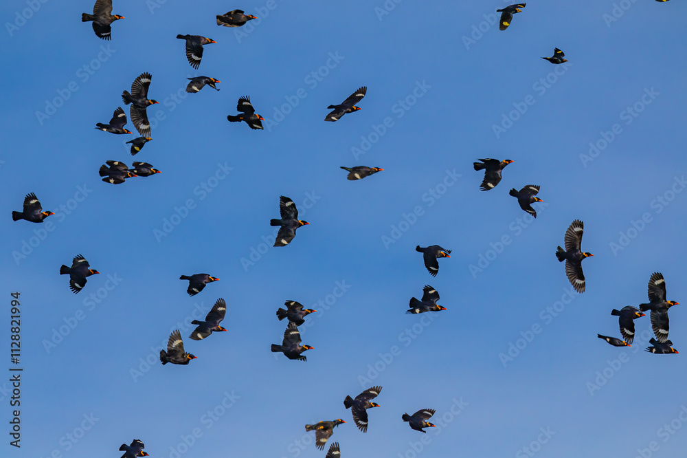 Group Common Hill Myna Gracula religiosa intermedia, isolated on nature background. Group Common Hill Myna Gracula religiosa intermedia, isolated on nature background.