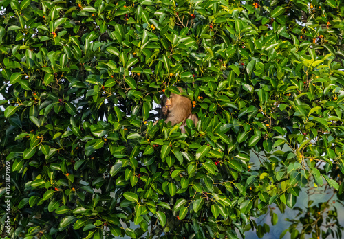 monkey is the eat fruits tree forest photo