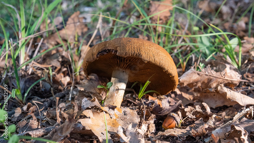 MUSHROOM IN THE WOODS, AMONG THE DRY LEAVES UNDER THE TREES 15