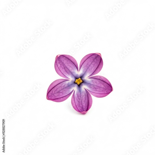 pink flower on white background