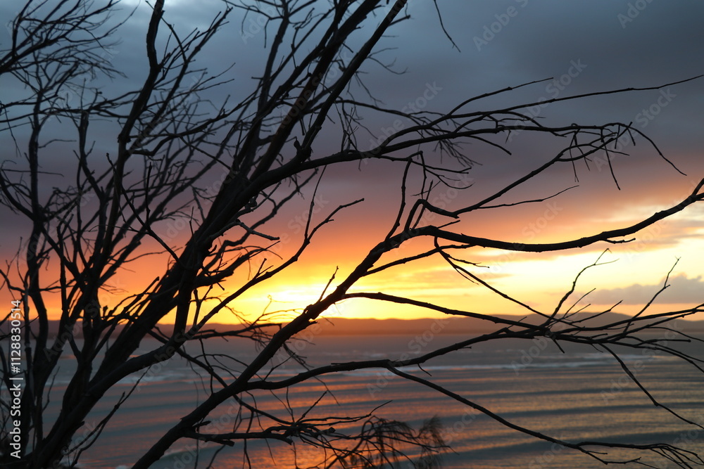 Sunset through tree at Round Hill Head in Agnes Water the end of the hike of the seventeen seventy Sunset through tree at Round Hill Head in Agnes Water the end of the hike of the seventeen seventy