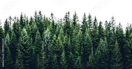 PNG Lush evergreen forest against sky