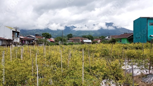 Healthy chili pepper crop thriving under sun in lush plantation field .