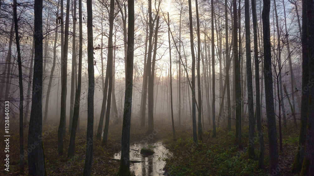 Naklejka premium Fog settles over a tranquil forest stream during early morning light in autumn