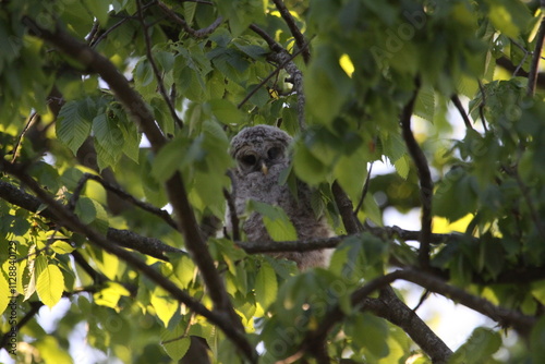Owl Bird of Prey in the wild