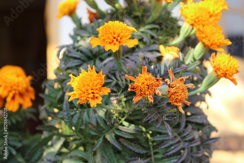 Marigold or Tagetes erecta yellow flowers