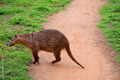 A small animal walking on a dirt road. Anteater road in nature and nature. Anteater goes the path of a road. Anteater on the road to the earth and the animal goes lifestyle. photo