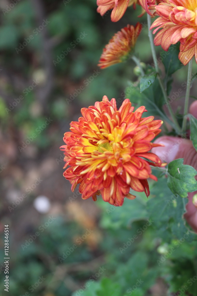 Chrysanthemum, Spoon Mums or chrysanths Chrysanthemum, Spoon Mums or chrysanths