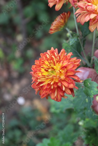 Chrysanthemum, Spoon Mums or chrysanths