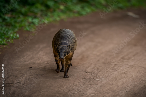 A small animal walking on a dirt road. Anteater road in nature and nature. Anteater goes the path of a road. Anteater on the road to the earth and the animal lifestyle goes. photo