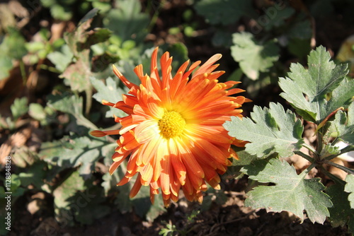 Chrysanthemum, Spoon Mums or chrysanths photo