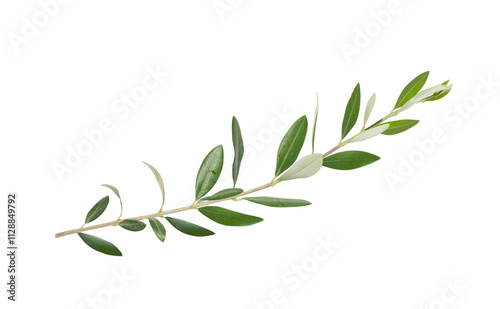 Fresh olive branch leaves isolated on white background