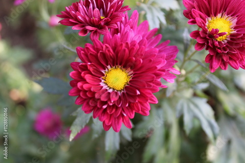 Chrysanthemum, Spoon Mums or chrysanths