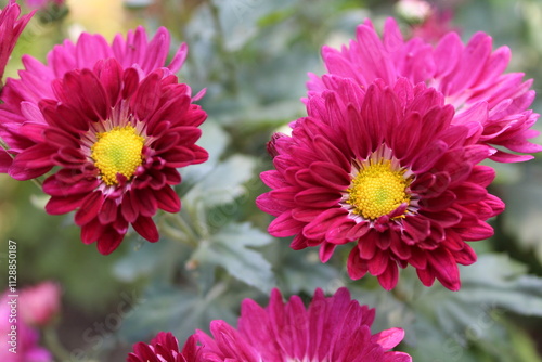 Chrysanthemum, Spoon Mums or chrysanths