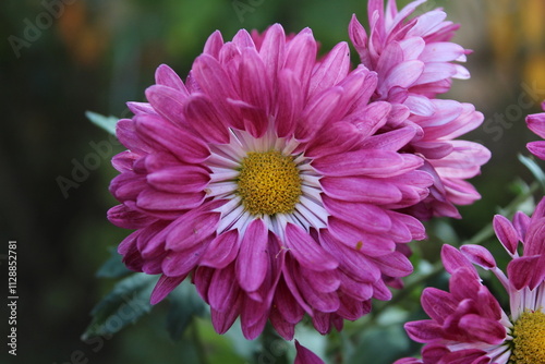 Chrysanthemum, Spoon Mums or chrysanths