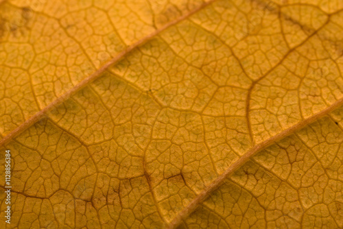 Texture of the yellow leaf of a cherry tree in autumn in horizontal macro