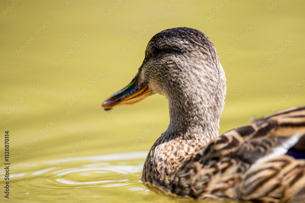 Fototapeta premium Un pato silvestre flota serenamente en agua clara, mostrando los detalles de su plumaje marrón y su pico anaranjado