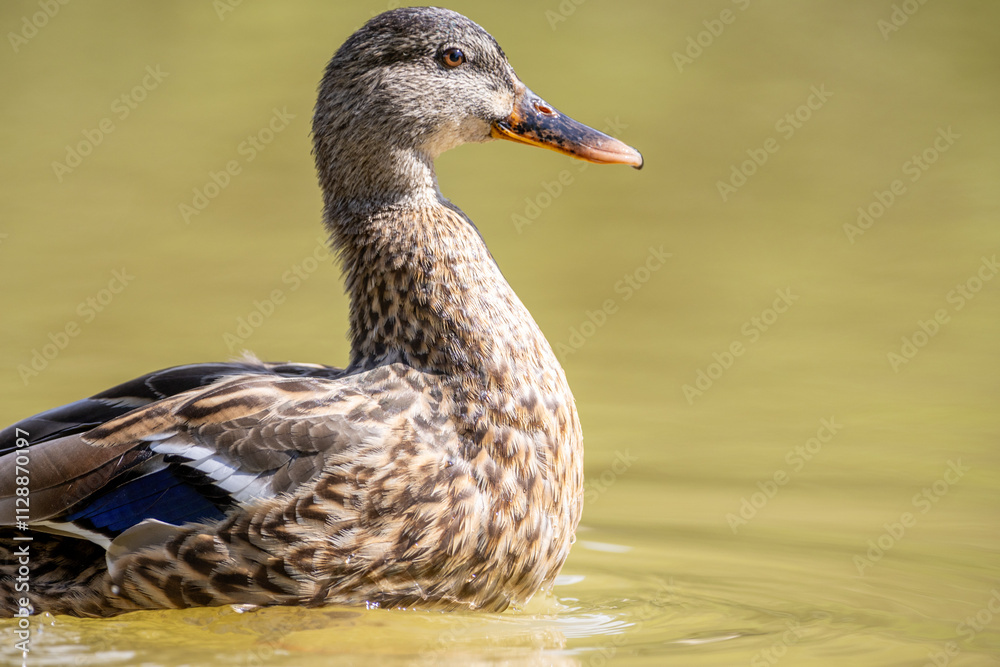 Un pato silvestre flota serenamente en agua clara, mostrando los detalles de su plumaje marrón y su pico anaranjado Un pato silvestre flota serenamente en agua clara, mostrando los detalles de su plumaje marrón y su pico anaranjado