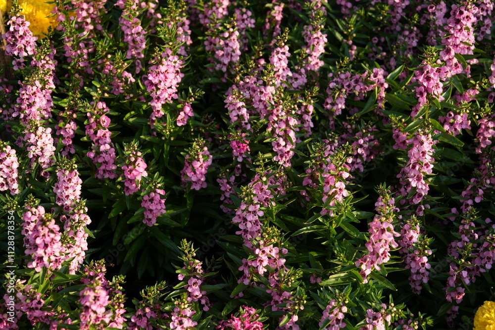 Obraz premium Flowers in the garden for background