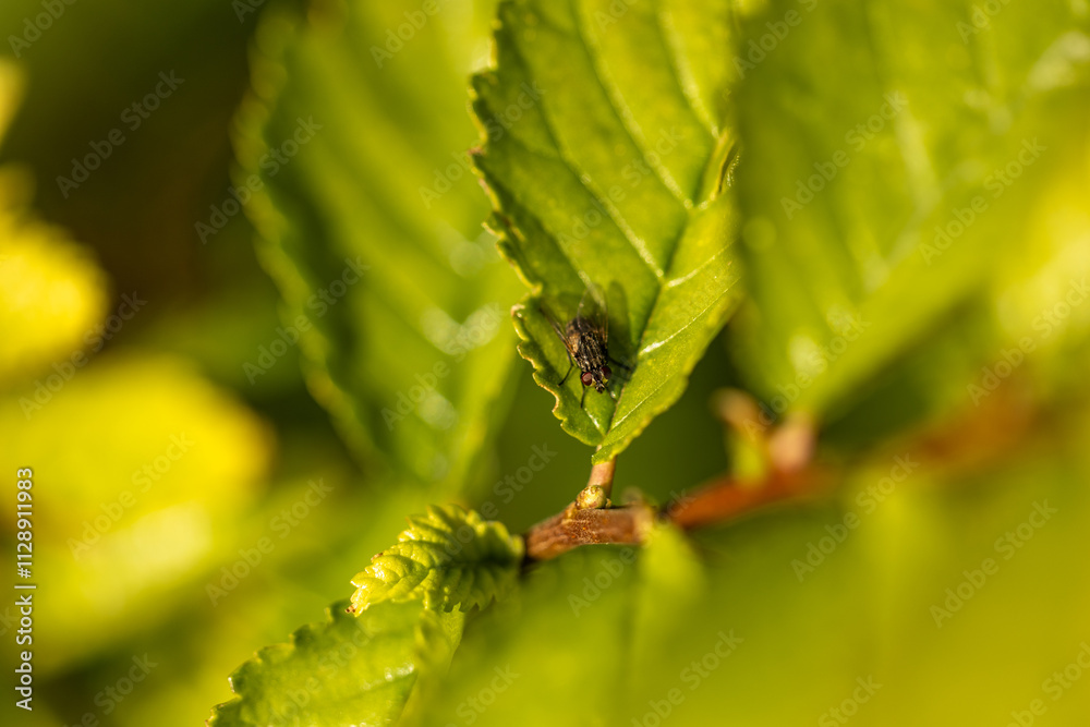 Una mosca pequeña reposando sobre una hoja verde con textura, capturada en un enfoque macro natural Una mosca pequeña reposando sobre una hoja verde con textura, capturada en un enfoque macro natural