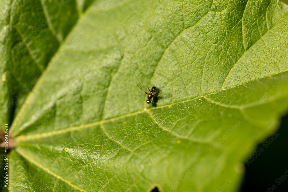 Una diminuta mosca posada en una hoja verde captada con un enfoque macro detallado Una diminuta mosca posada en una hoja verde captada con un enfoque macro detallado