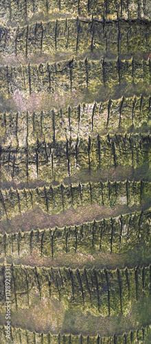 Beautiful close-up of the bark of coccothrinax barbadensis