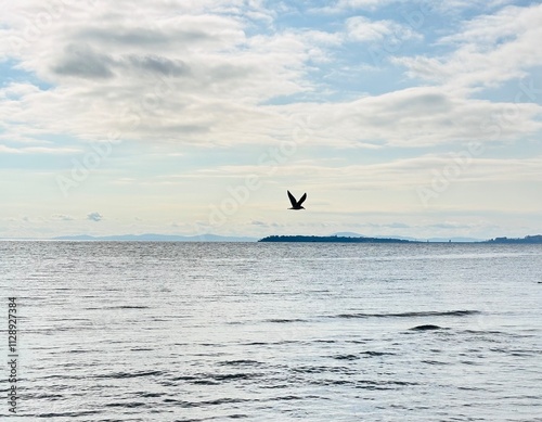 seagull flies over the sea