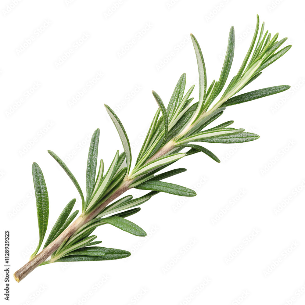 Fototapeta premium A sprig of rosemary, with its needle-like leaves and rich green hue. isolated on a transparent background