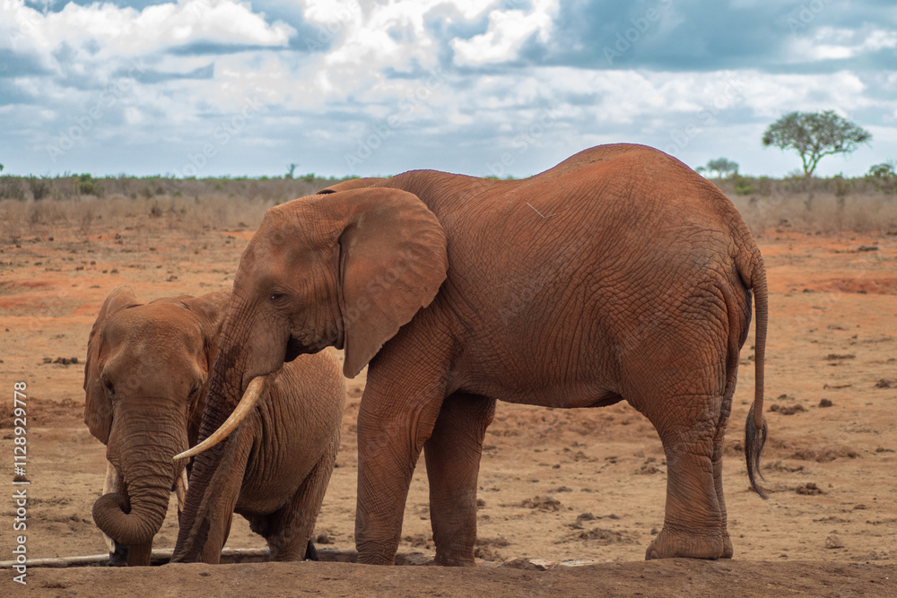 Fototapeta premium Elephant in the savanna