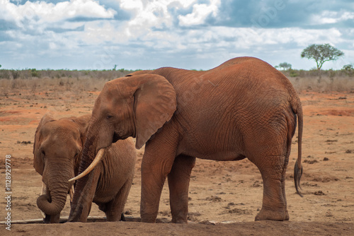 Elephant in the savanna